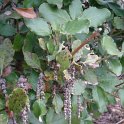 Garrya elliptica P1B P5 (2)